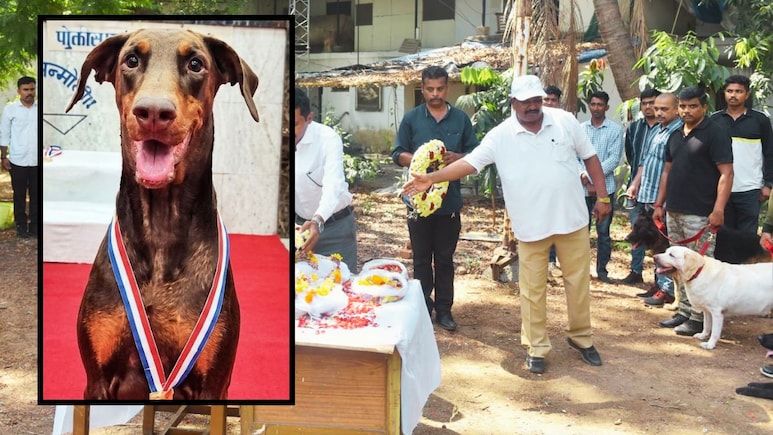 Thane News : खुनाच्या गुन्ह्यात पोलिसांना मदत करून परतली, अन् उठलीच नाही; बेलीच्या निधनाने पोलीस अलर्टवर