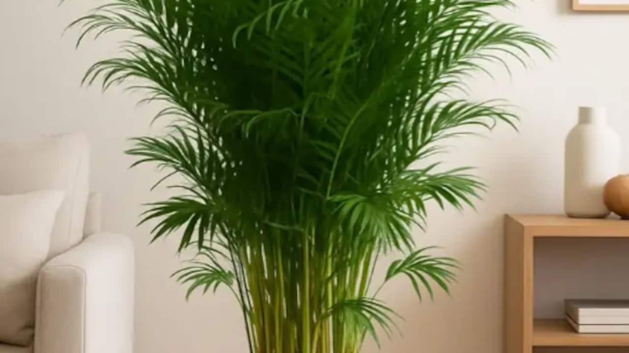 Click to buy PetalPath Areca Palm (Hybrid, Pack of 1)  