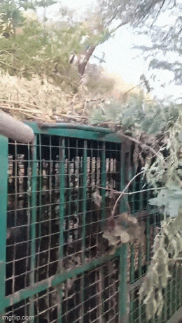 Udaipur Leopard Video