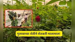 Success story: शेतकऱ्याने डेअरिंग केली, पाणी नसताना गुलाबाची शेती लावली, आता लाखोत खेळतोय