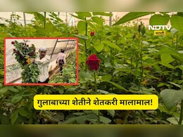 Success story: शेतकऱ्याने डेअरिंग केली, पाणी नसताना गुलाबाची शेती लावली, आता लाखोत खेळतोय
