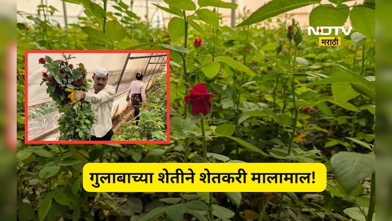 Success story: शेतकऱ्याने डेअरिंग केली, पाणी नसताना गुलाबाची शेती लावली, आता लाखोत खेळतोय