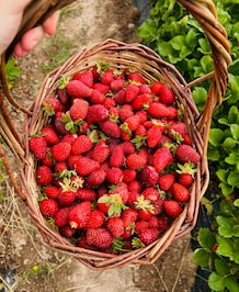 Benefits Of Eating Strawberries