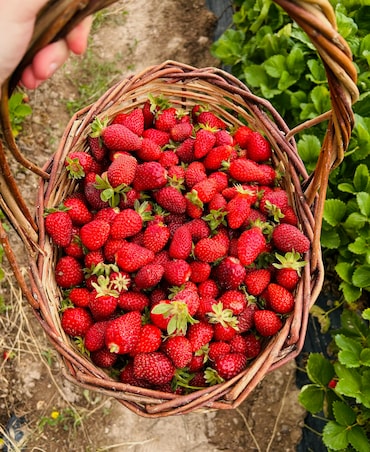 Benefits Of Eating Strawberries