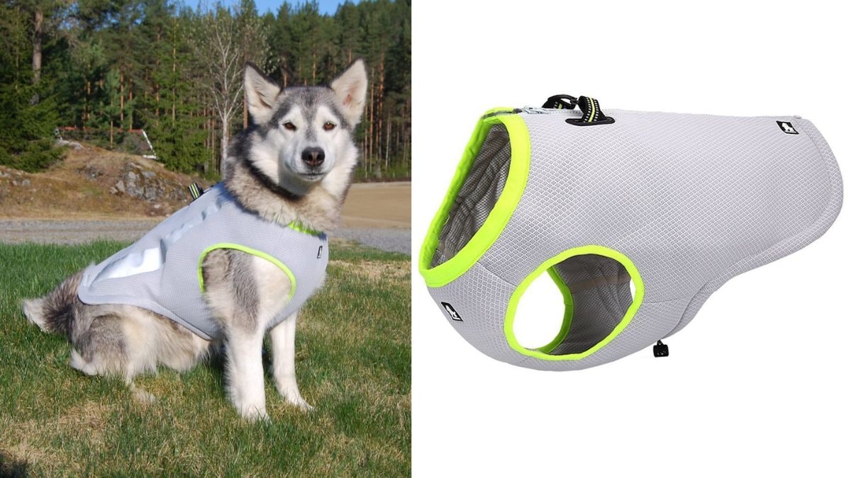 5 Best Cooling Vests for Dogs Under ₹6000 for This Summer: These products will bring instant relief to your pets. 5 Best Cooling Vests for Dogs Under ₹6000 for This Summer: These products will bring instant relief to your pets.