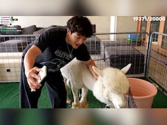 What Did JasonTheWeen Do? Maya Higa Angry After Streamer Uses Animals for Content
