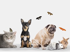 7 Ways To Keep Your Pets Safe During A Heatwave