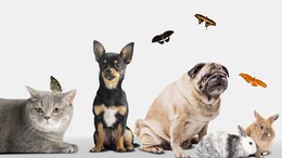 7 Ways To Keep Your Pets Safe During A Heatwave
