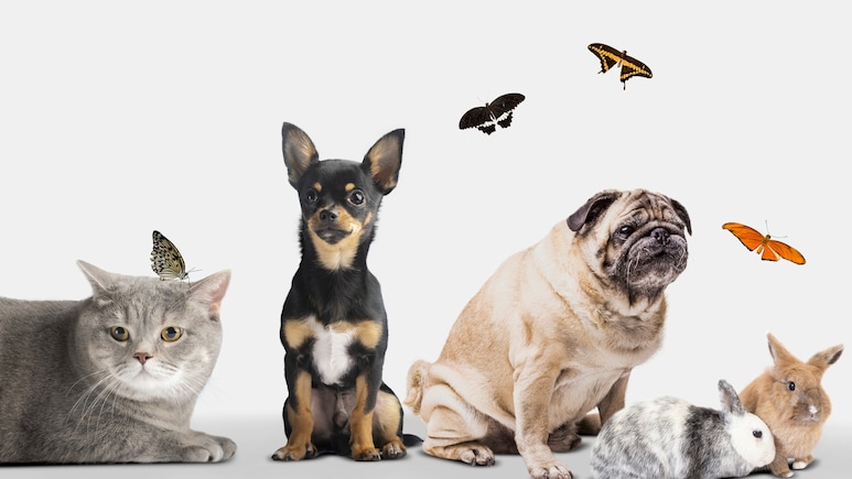 7 Ways To Keep Your Pets Safe During A Heatwave