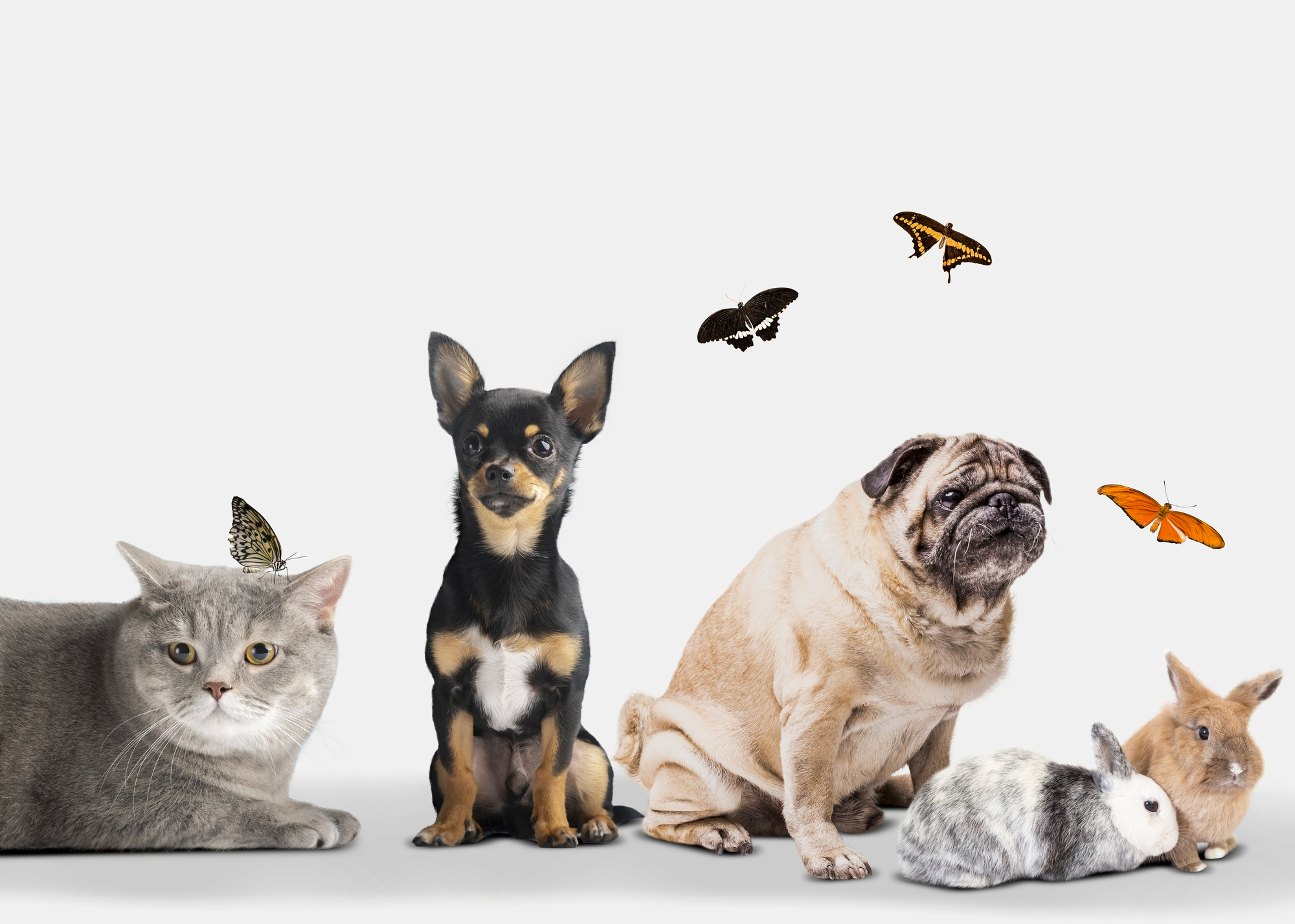 There are various ways to keep your pets safe during a heatwave