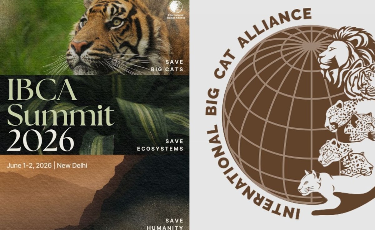 First International Big Cat Alliance Summit In Delhi Postponed
