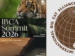First International Big Cat Alliance Summit In Delhi Postponed