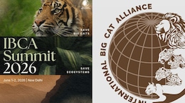 First International Big Cat Alliance Summit In Delhi Postponed