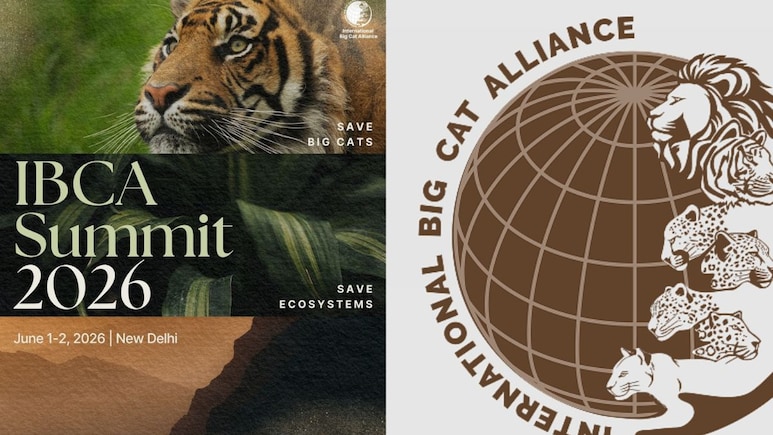 First International Big Cat Alliance Summit In Delhi Postponed