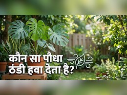 बिना AC के घर को ठंडा रखने का देसी जुगाड़! ये रहे घर को ठंडा रखने वाले टॉप 4 पौधे