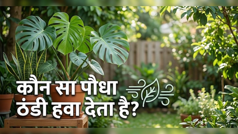 बिना AC के घर को ठंडा रखने का देसी जुगाड़! ये रहे घर को ठंडा रखने वाले टॉप 4 पौधे