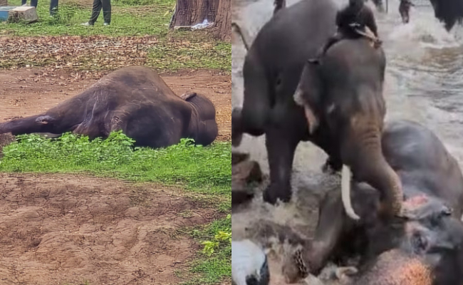 महिला टूरिस्ट के बाद हाथी की भी मौत, जानें कर्नाटक में दो जानवरों की लड़ाई में अब तक क्या-क्या हुआ