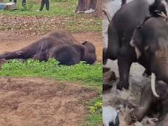 महिला टूरिस्ट के बाद हाथी की भी मौत, जानें कर्नाटक में दो जानवरों की लड़ाई में अब तक क्या-क्या हुआ
