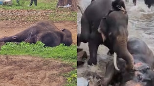 महिला टूरिस्ट के बाद हाथी की भी मौत, जानें कर्नाटक में दो जानवरों की लड़ाई में अब तक क्या-क्या हुआ