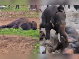 Day After Tourist's Death, Elephant That Trampled On Her Dies In Karnataka