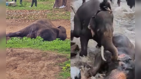 Day After Tourist's Death, Elephant That Trampled On Her Dies In Karnataka