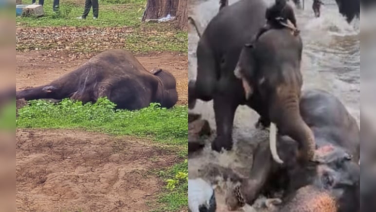 Day After Tourist's Death, Elephant That Trampled On Her Dies In Karnataka