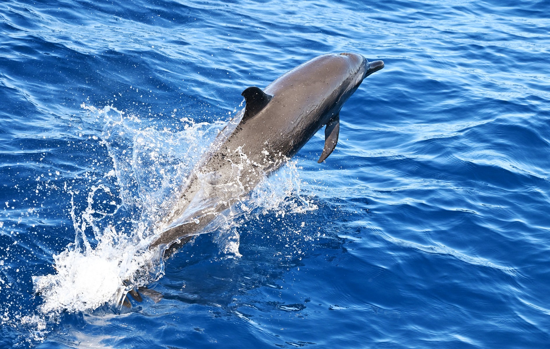 Iran To Use 'Dolphins' To Attack US Ships In Hormuz? What Team Trump Said