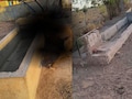बूंद-बूंद की आस लगाकर आई ऊंटनी, पानी की तलाश में खेड़ के अंदर फंसी गर्दन; तड़प-तड़प कर हुई मौत&nbsp;