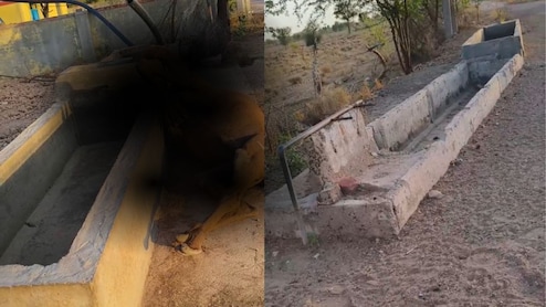 बूंद-बूंद की आस लगाकर आई ऊंटनी, पानी की तलाश में खेड़ के अंदर फंसी गर्दन; तड़प-तड़प कर हुई मौत&nbsp;