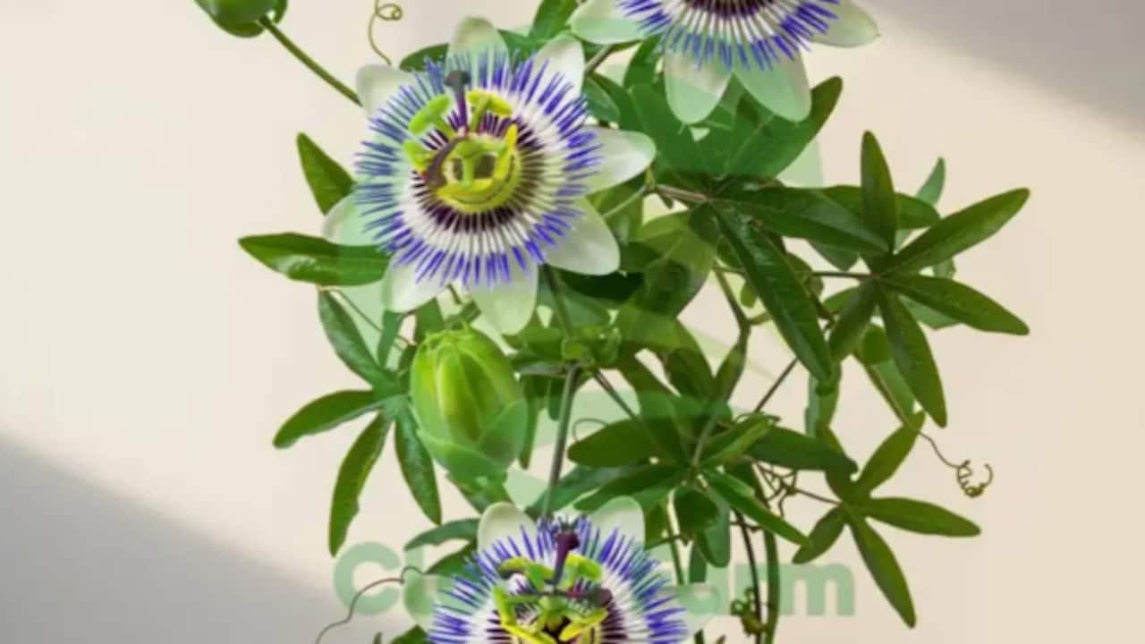 Click to buy Cloud Farm Passion Plant (Hybrid, Pack of 1)