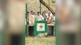 Two Botswana Cheetahs Released Into Madhya Pradesh's Kuno National Park