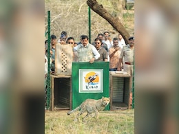 Two Botswana Cheetahs Released Into Madhya Pradesh's Kuno National Park