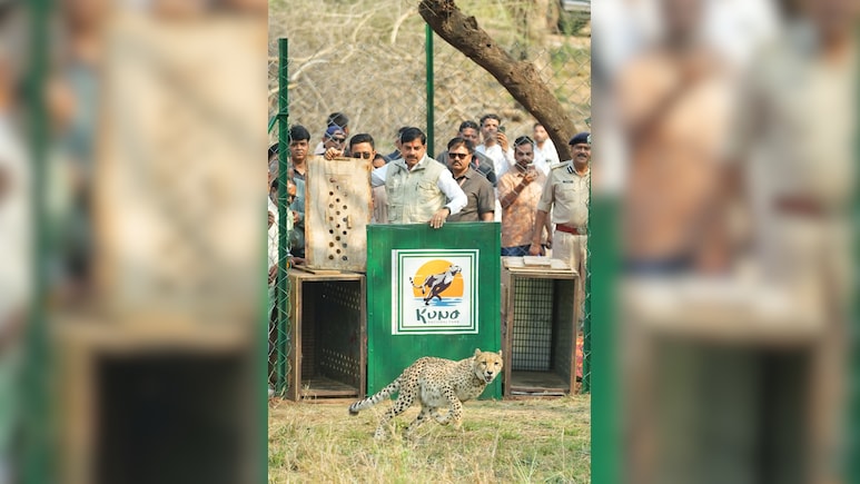 Two Botswana Cheetahs Released Into Madhya Pradesh's Kuno National Park