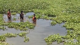 15 लाख का ठेका, तालाब में उतारे बच्चे... भिंड में जलकुंभी की सफाई, नाबालिगों से काम कराने के आरोपों से मचा बवाल