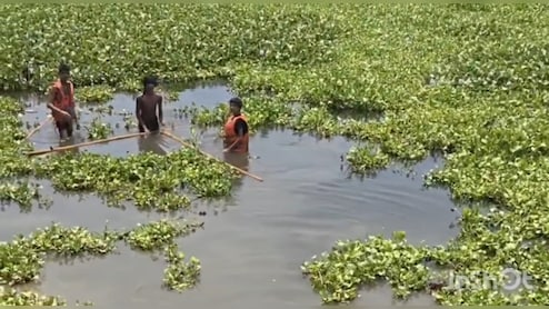 15 लाख का ठेका, तालाब में उतारे बच्चे... भिंड में जलकुंभी की सफाई, नाबालिगों से काम कराने के आरोपों से मचा बवाल