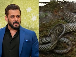 सलमान खान के गैलेक्सी अपार्टमेंट में निकला 5 फुट लंबा धामन सांप, जानें क्यों कहते हैं इसे &lsquo;घोड़ा पछाड़&rsquo;