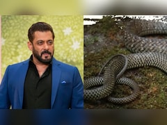 सलमान खान के गैलेक्सी अपार्टमेंट में निकला 5 फुट लंबा धामन सांप, जानें क्यों कहते हैं इसे ‘घोड़ा पछाड़’