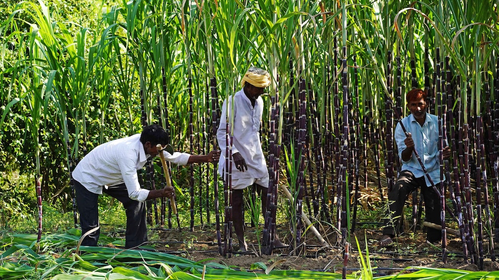 Behind Sugar Shock: Not Ethanol, But Over-Estimation Led To 16% Price Rise