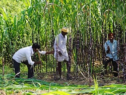 Opinion: UP's Sugarcane Farmers Are Finally Smiling Again