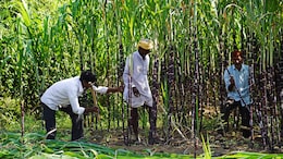 Behind Sugar Shock: Not Ethanol, But Over-Estimation Led To 16% Price Rise