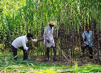 Behind Sugar Shock: Not Ethanol, But Over-Estimation Led To 16% Price Rise