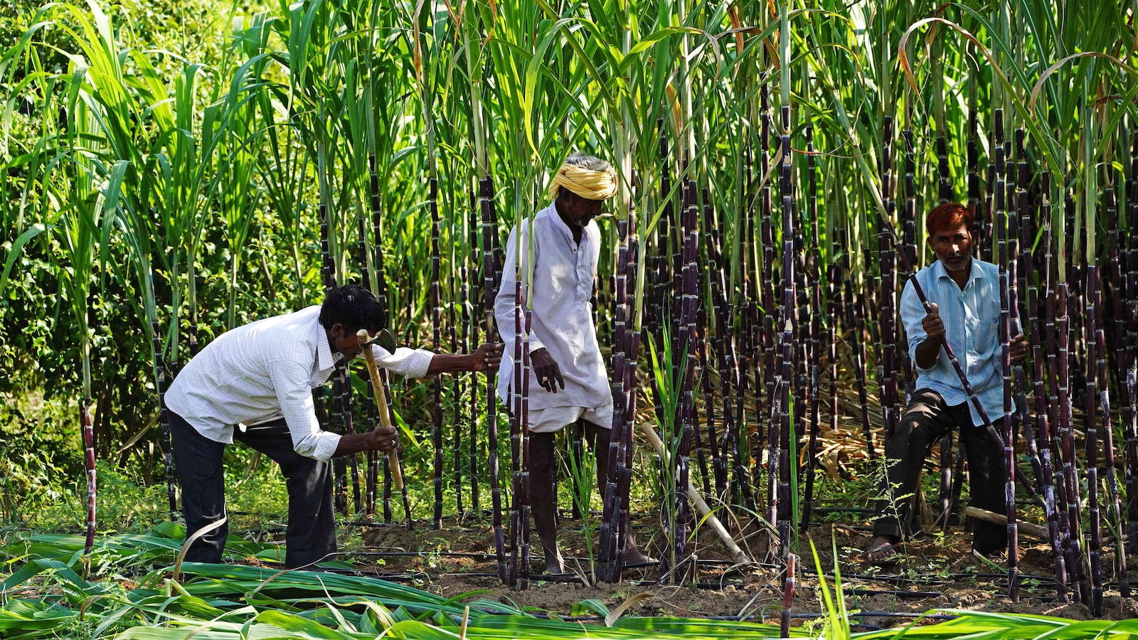 Opinion: UP’s Sugarcane Farmers Are Finally Smiling Again