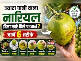 ज्यादा पानी वाला नारियल बिना काटे कैसे पहचानें? जानिए खरीदते समय किन बातों का रखें ध्यान