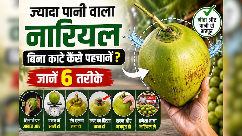 ज्यादा पानी वाला नारियल बिना काटे कैसे पहचानें? जानिए खरीदते समय किन बातों का रखें ध्यान