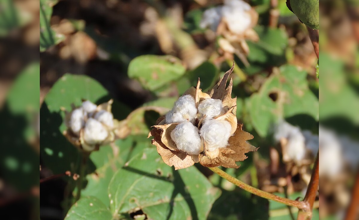 Govt Exempts All Custom Duties On Import Of Cotton Temporarily