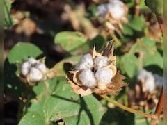 Govt Exempts All Custom Duties On Import Of Cotton Temporarily