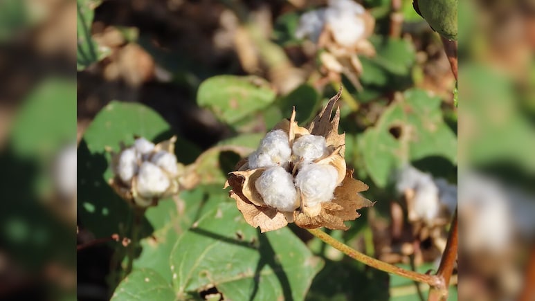 Govt Exempts All Custom Duties On Import Of Cotton Temporarily