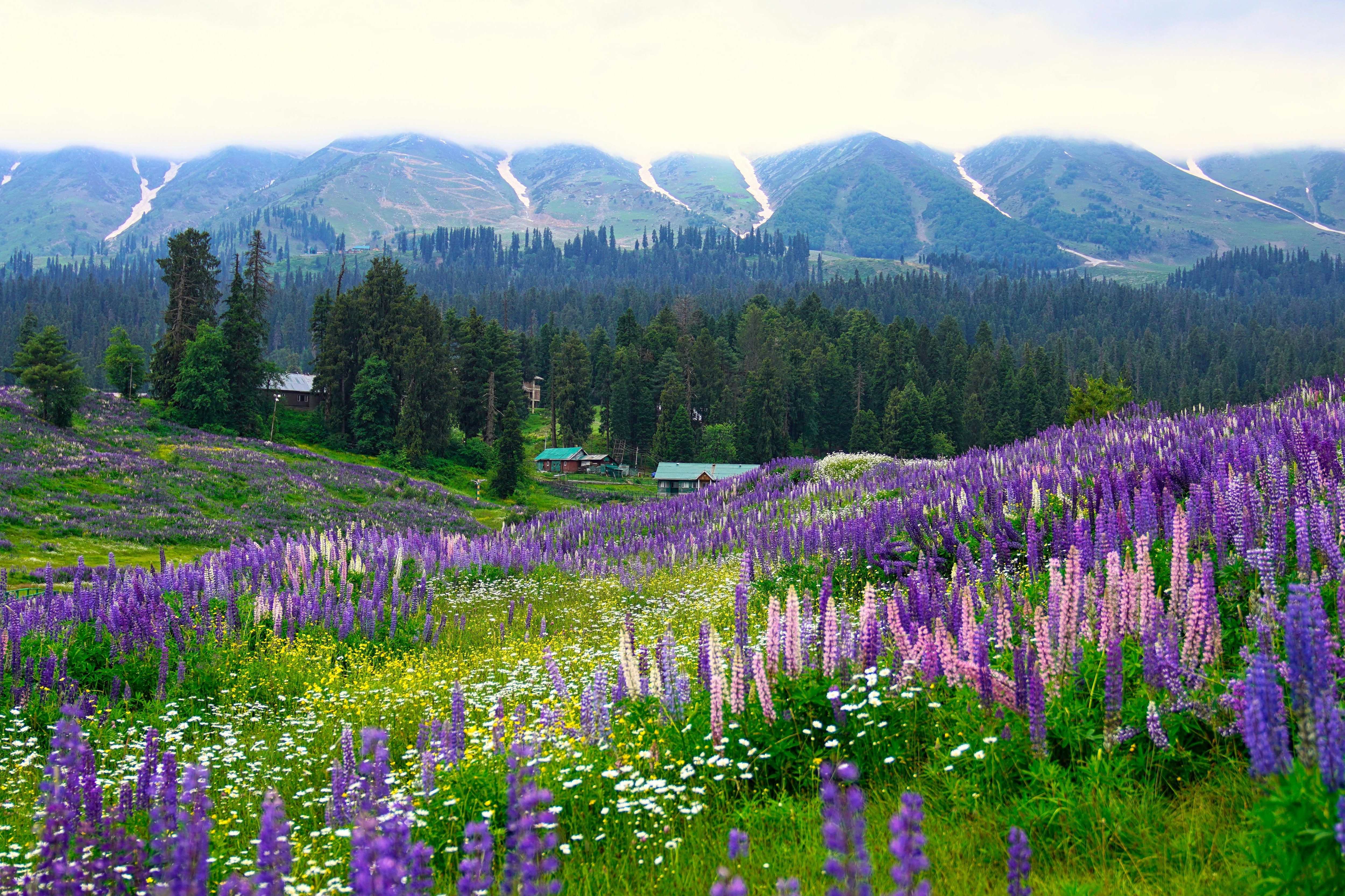 This Uttarakhand Trek Leads To A UNESCO World Heritage Site Filled With Flowers Every Monsoon