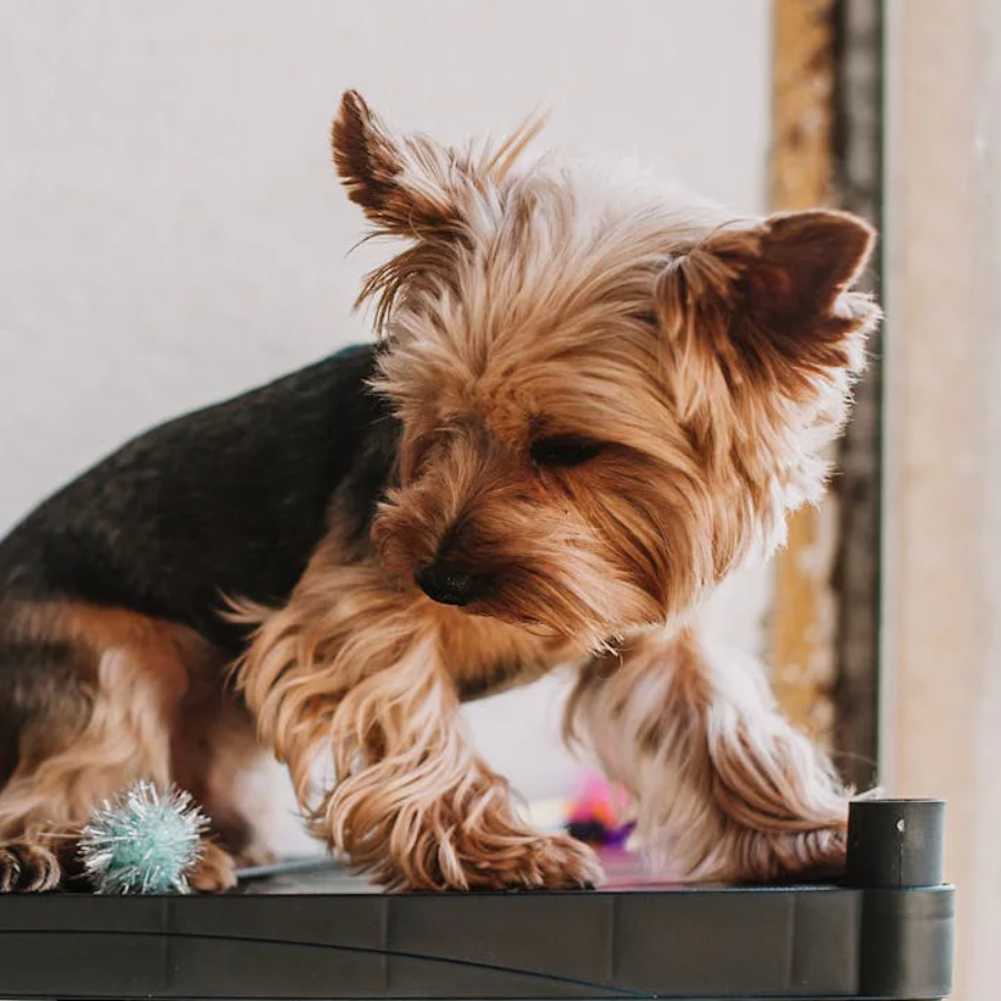 Pamper Your Pets For Less With Wardrobe Refresh Sale Surprises
