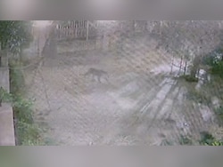 Leopard Breaks Into House Compound In Rajasthan, Kills Pet Dog Tied With Chain